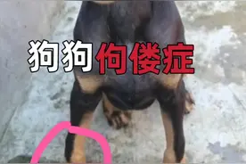 #新手养狗 #科学养宠攻略 #宠物医生 狗狗腿弯曲，犬佝偻病