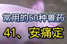 《常用的50种兽药》 41、安痛定，养猪牛羊经常用到的解热镇痛类药，如何正确使用？#创作灵感 #养猪技术 #养猪人 #兽医 #兽药