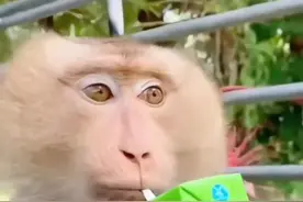 在泰国，猴子被训练摘椰子，效率好高 #小动物们能有多治愈 #人与动物和谐共处 #神奇动物在抖音 #万物有灵性愿万物苍生和谐共生 @视频封面