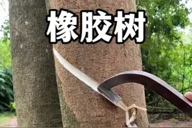 橡胶树割胶过程。#植物科普 #橡胶树 #橡胶树割胶 #割橡胶