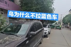 难道蓝色是天空的颜色，小鸟有所敬畏？？#鸟粪
