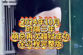 2024年10月萌兰越狱全过程 #萌兰越狱 #萌兰 #萌兰么么儿 #大熊猫 #萌兰西直门三太子视频封面