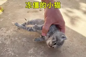 小哥捡到一只冻僵的小猫，没想到这个方法真的能救活#动物救助