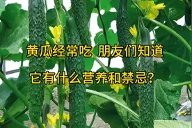 黄瓜经常吃，知不知道它有什么营养和禁忌呢？视频封面