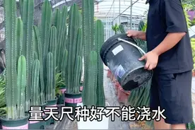 量天尺种好竟然不能浇水 量天尺喜欢干燥通风的环境，平时只能一个月浇水一次，有条件多晒太阳，越晒越粗壮，夏季6-9月开花很好看，果实口感比火龙果更香甜#量天尺 #养护小知识 #仙人掌#植物造景