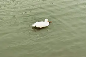 #鸭鹅配对过程视频封面