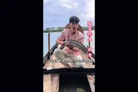 一条纯野带花纹的埃及鲶鱼做鱼生给伙计接接风！金黄色的肉清透发亮、真的是可遇不可求了！#埃及鲶鱼 #鱼生 #美食 #我的乡村生活 #特色美食