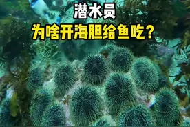 潜水员为啥开海胆给鱼吃？ #潜水员 #海胆