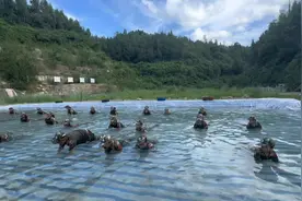 俯卧撑对身体好处多，不但练力量，还能把肚子上的积蓄脂肪挤出来