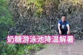 牛滚凼解暑降温 #记录真实生活 #动物#牛滚凼 #奶糖牛牛