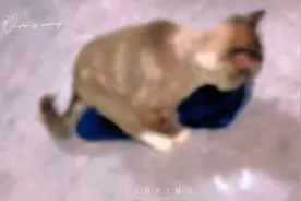 你们绝育完的小公猫都喜欢小毯子吗？#猫咪绝育 #记录猫咪日常