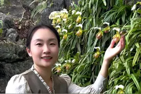 这颗植物国家一级 你那边的#小叶兜兰 是这个样子的吗 我们广东的兜兰就是好看#一日一植物 #植物科普 #大自然的馈赠 #你家乡也有这种植物吗