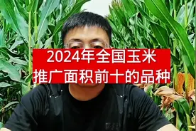 2024年全国玉米推广面积排前十的品种有哪#玉米种子 #粮食 #种植