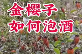 三蒸三晒金樱子，泡酒更易出味#泡酒好材料 #泡酒料 #你的家乡有这种植物吗 #泡酒 #金樱子泡酒方法