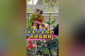 半毛小太阳的保姆级教程 #鹦鹉鹦鹉萌萌哒逗鹦鹉 #鹦鹉小白 #鹦鹉 #养鸟经验分享 #养鹦鹉日记