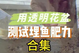 合集来了，很多粉丝说埋鱼测试的视频太分散了，今天全部合并最全的埋鱼视频！#种植小技巧 #记录我的种植生活 #阳台种植 #鱼肥视频封面