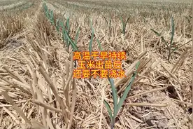高温干旱持续，玉米出苗后，还要不要浇水#2024新农人计划