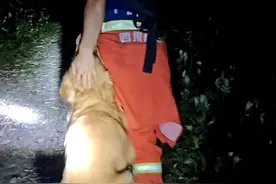 眼神里有光的狗，你见过吗…（都江堰大队）