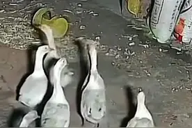 小狗赶走偷鹅贼，救下大鹅 #动物的迷惑行为#田园犬#精彩抓拍#创作灵感视频封面