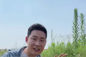 这个植物就是大名鼎鼎的问荆草，传说他的底下有黄金，你的家乡有这种植物吗？#植物科普 #识百草 #你的家乡有这种植物吗 #新农人计划2023
