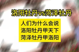 为什么会有洛阳牡丹甲天下，菏泽牡丹甲洛阳之说#上热门 #认知视频封面