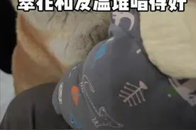 没听过狗唱歌的进来…#动物的迷惑行为 #萌宠出道计划 #狗子唱歌 #翠花的小日子视频封面