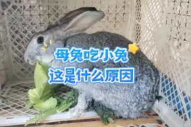 母兔产后吃小兔幼崽，这是什么原因呢？#养兔人 #母兔吃小兔