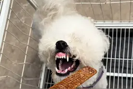 又一只疯狂咬人的比熊犬！#比熊咬人 #比熊 #咬人的狗怎么训练 #老贾鼓捣狗 #狗德学院