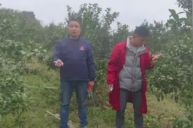 2500棵砂糖橘，农药肥料全年投资3万多，2023年实现净利润38万视频封面