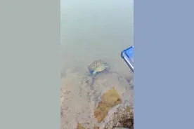 以前听说乌龟放生后，会回头看看放生的人一会儿才走~示意谢恩。 我实实在在见证了，“回头谢恩”的奇迹，三次回头，我承认那一刻我感动了。 放生积福，见者好运，祈福家人平安喜乐，所求皆所愿！祝大家心想事成！