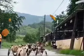 一大群狗子的后腿被打断后装上轮胎 #神奇动物在抖音 #动物的迷惑行为视频封面