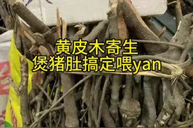 #黄皮寄生 #黄皮寄生煲猪肚视频封面
