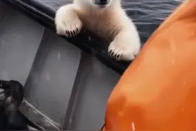 被眼前这一幕震撼到了，这是地理课本里也未曾有的画面，北极营救 #南极冰墙之外的世界 #北极熊 #玩在一起的才叫搭子视频封面