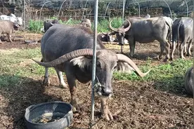 #水牛 都是放山水母牛，还有特别牛角