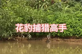 #花豹捕猎高手 #捕食瞬间视频封面
