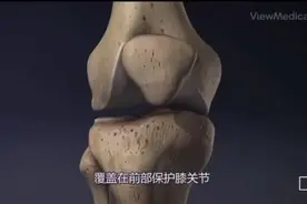 膝关节结构#医学科普 #膝关节视频封面