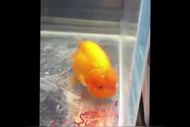 金鱼喂红虫？ 团灭的元凶！#兰寿金鱼 #观赏鱼 #兰寿 #金鱼视频封面