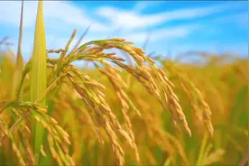 【滨江幼教Ⅱ滨江幼儿园】 节约粮食🌾，从我做起 不负“食视频封面