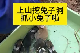 上山挖兔子洞抓小兔子啦 上山挖兔子洞抓小兔子啦#兔子 #动物 #三农 #农村创业养殖 #抖音助农视频封面