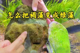 你知道如何让褐藻变成绿藻吗？今天教你一个简单又快捷的方法分享 #养鱼经验分享 #藻类 #鱼缸长褐藻怎么办
