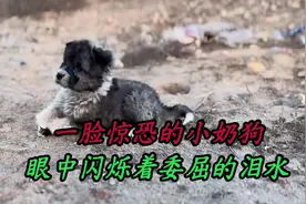 一脸委屈的小奶狗，眼中闪烁着泪水，嘴里发出了无助的呜咽声