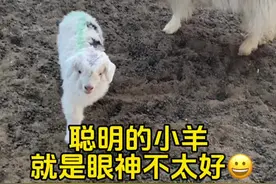 很聪明的一只小羊羔，找不到自己的妈妈就找人帮忙，就是眼神不太好😂#山羊 #2024新农人计划 #浇给 #返乡创业青年 #内蒙古阿尔巴斯羊肉