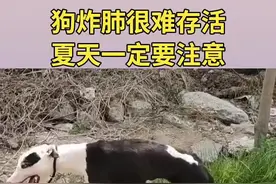 狗炸肺很难存活，夏天一定要注意#养狗日常 #养狗经验分享 #养狗小知识 #新手养狗 #养狗