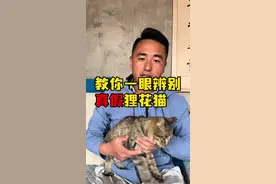 纯种狸花猫就应该是这样 #狸花猫 #纯种狸花猫 #大山 #农村 #猫咪视频封面