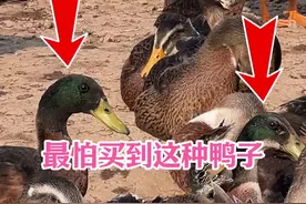 养鸭最害怕买到这种鸭子，因为小鸭子太小看不出来，很多奸商混卖 #鸭子 #土鸭 #广西土鸭#广西 #农村生活