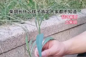 柴胡大家都知道。土柴胡好多人还不知道，还把它当成杂草。钻叶紫菀，别名：瑞连草、剪刀菜、白菊花、土柴胡、九龙箭、燕尾菜、钻形紫菀等。菊科联毛紫苑属一年生草本植物，但是看到别把它当成杂草，他常常长在房前屋后都能看得到。#一日一植物 #你的家乡有这种植物吗 #植物科普 #自然奇境科普季 #柴胡视频封面