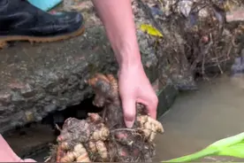 如何区分姜黄和生姜 #dou来广东百千万