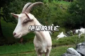 被羊一直舔脚是什么感觉？这被誉为古代最残酷的刑罚之一 #痒