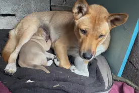 抱走3个星期大的小狗，狗妈妈的反应也太搞笑了！ #狗狗视频封面