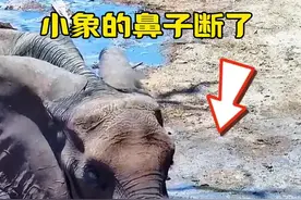 小象的鼻子断了，你知道他是怎么断的吗？ #神奇动物在抖音 #动物的迷惑行为